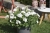 Pelargonia MARCADA WHITE P9