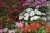 Pelargonia MARCADA WHITE P9