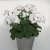 Pelargonia MARCADA WHITE P9