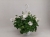 Pelargonia MARCADA WHITE P9