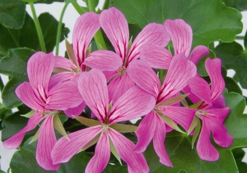 Pelargonia bluszczolistna - zwisająca lilac p7 10 szt.