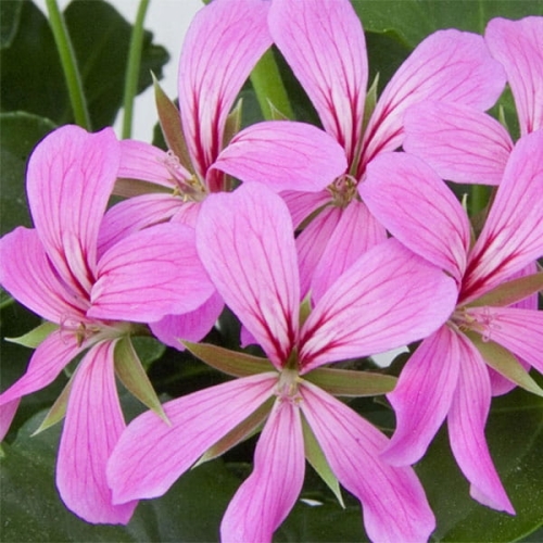 Pelargonia bluszczolistna - zwisająca lilac p7 10 szt.