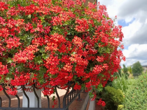 10 szt. Pelargonia bluszczolistna - zwisająca p7 czerwona
