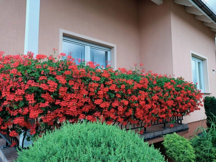 10 szt. Pelargonia bluszczolistna - zwisająca p7 czerwona
