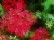 10 szt. Pelargonia bluszczolistna - zwisająca p7 czerwona