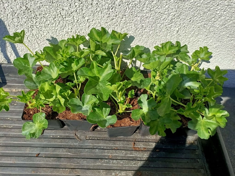 10 szt. Pelargonia bluszczolistna - zwisająca p7 czerwona