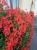10 szt. Pelargonia bluszczolistna - zwisająca p7 czerwona