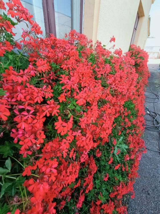 10 szt. Pelargonia bluszczolistna - zwisająca p7 czerwona