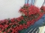 10 szt. Pelargonia bluszczolistna - zwisająca p7 czerwona