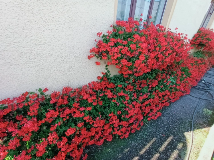 10 szt. Pelargonia bluszczolistna - zwisająca p7 czerwona
