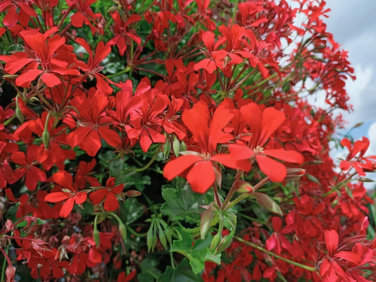 10 szt. Pelargonia bluszczolistna - zwisająca p7 czerwona