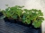 10 szt. Pelargonia bluszczolistna - zwisająca p7 czerwona