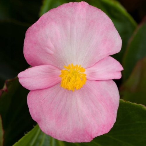 Begonia TOPHAT-DRAGON PINK