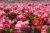 Begonia TOPHAT-DRAGON PINK