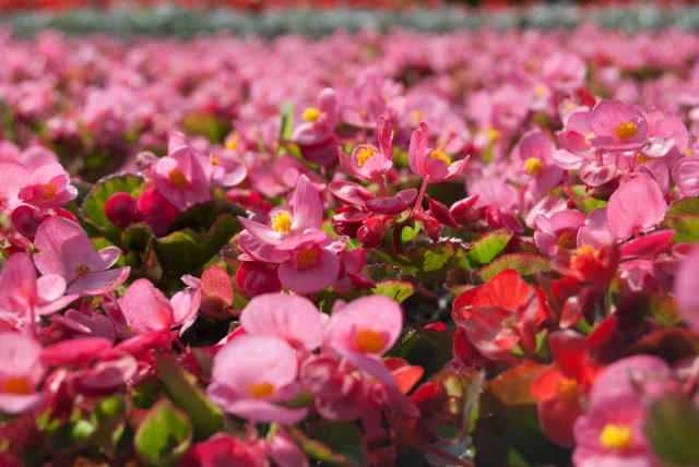Begonia TOPHAT-DRAGON PINK