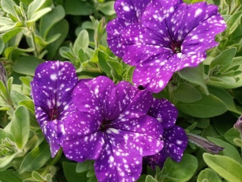 SURFINIA PETUNIA NIGHT Sky p9