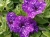 SURFINIA PETUNIA NIGHT Sky p9