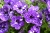 SURFINIA PETUNIA NIGHT Sky p9