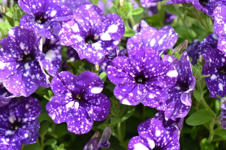 SURFINIA PETUNIA NIGHT Sky p9