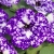 SURFINIA PETUNIA NIGHT Sky p9