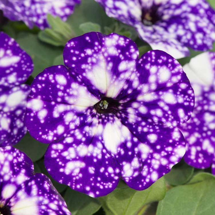 SURFINIA PETUNIA NIGHT Sky p9