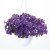 SURFINIA PETUNIA NIGHT Sky p9