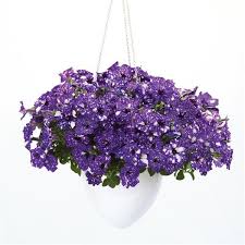 SURFINIA PETUNIA NIGHT Sky p9