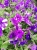 SURFINIA PETUNIA NIGHT Sky p9