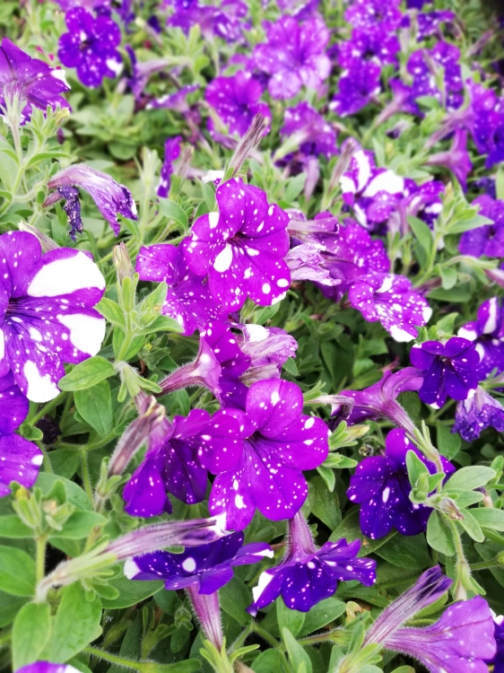 SURFINIA PETUNIA NIGHT Sky p9