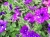 SURFINIA PETUNIA NIGHT Sky p9