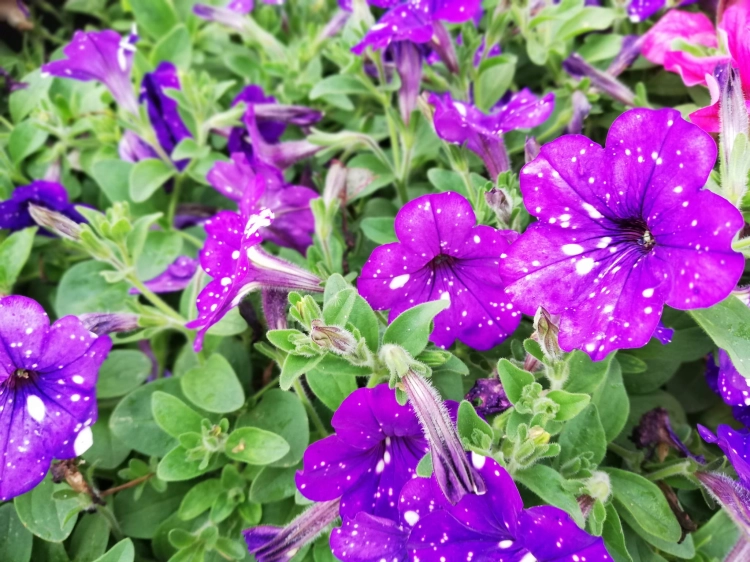 SURFINIA PETUNIA NIGHT Sky p9