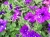 SURFINIA PETUNIA NIGHT Sky p9