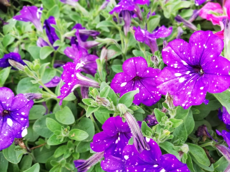 SURFINIA PETUNIA NIGHT Sky p9