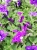 SURFINIA PETUNIA NIGHT Sky p9