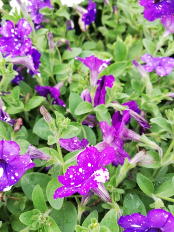 SURFINIA PETUNIA NIGHT Sky p9