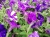 SURFINIA PETUNIA NIGHT Sky p9
