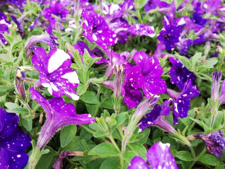 SURFINIA PETUNIA NIGHT Sky p9