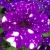 SURFINIA PETUNIA NIGHT Sky p9