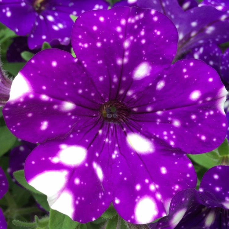 SURFINIA PETUNIA NIGHT Sky p9