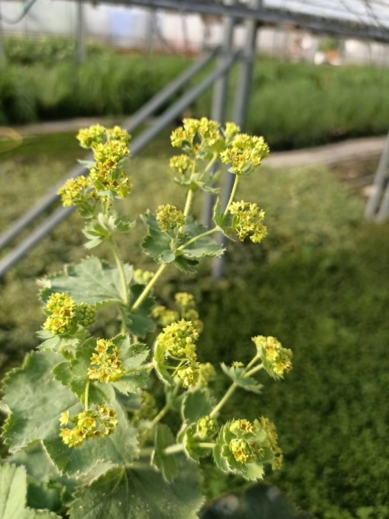 Przywrotnik Ostroklapowy - Alchemilla sadzonka