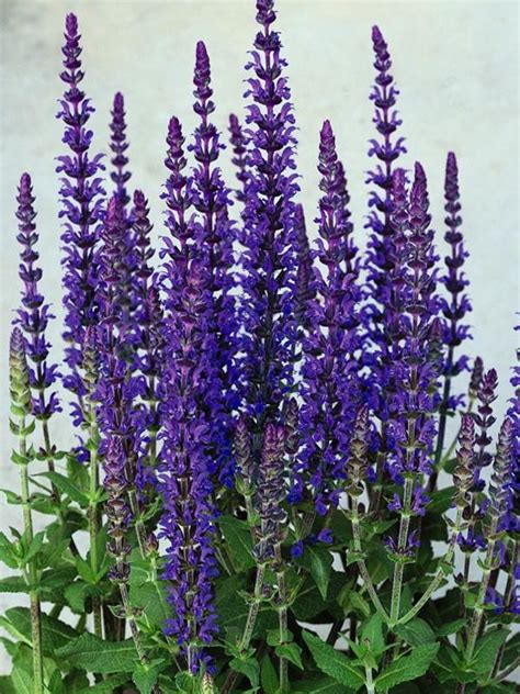 Szałwia Salvia Merleau doniczka P9 niebieska
