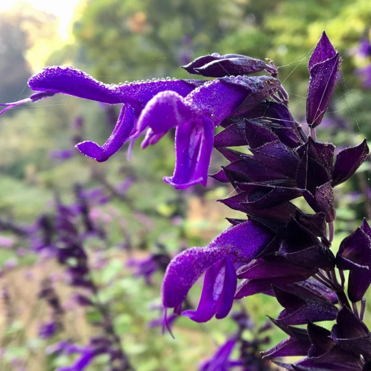 Szałwia Salvia Merleau doniczka P9 niebieska
