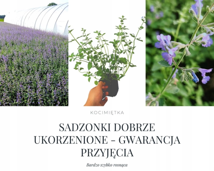 Kocimiętka Groniasta - Racemosa