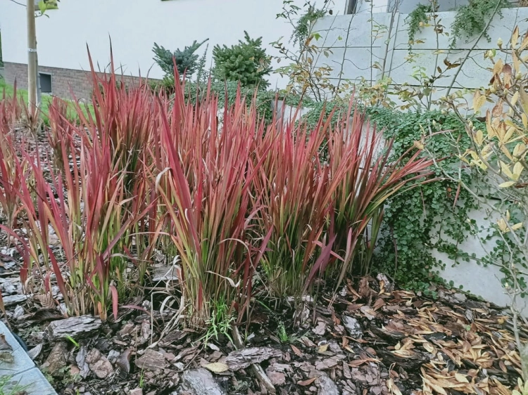 trawa imperata cylindryczna 'Red Baron'