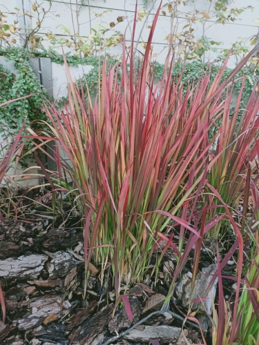 trawa imperata cylindryczna 'Red Baron'