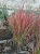 trawa imperata cylindryczna 'Red Baron'