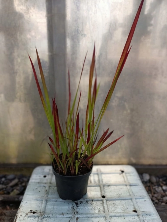 trawa imperata cylindryczna 'Red Baron'
