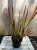 trawa imperata cylindryczna 'Red Baron'