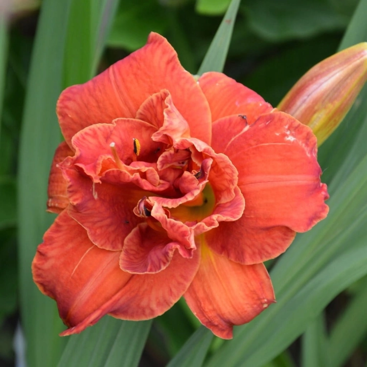 LILIOWCE HEMEROCALLIS Moses Fire DUŻY P11