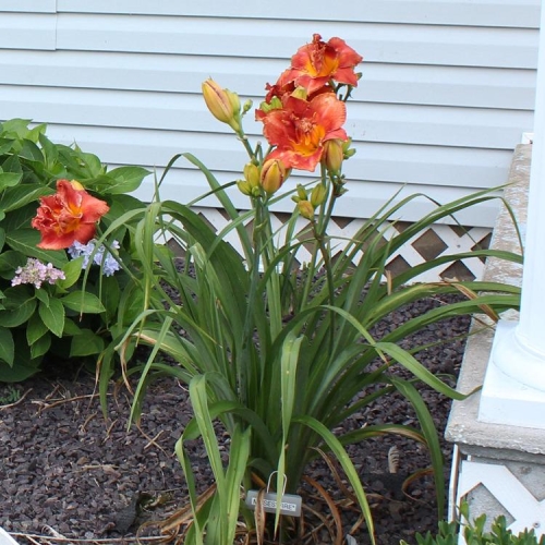 LILIOWCE HEMEROCALLIS Moses Fire DUŻY P11